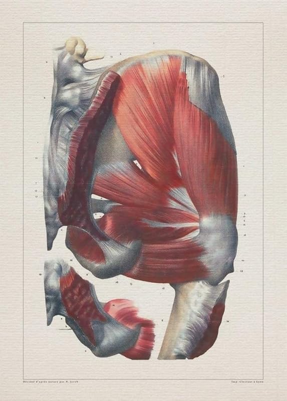 Anatomy BUTTOCK MUSCLE BONES print SRA3 12x18 conqueror laid paper