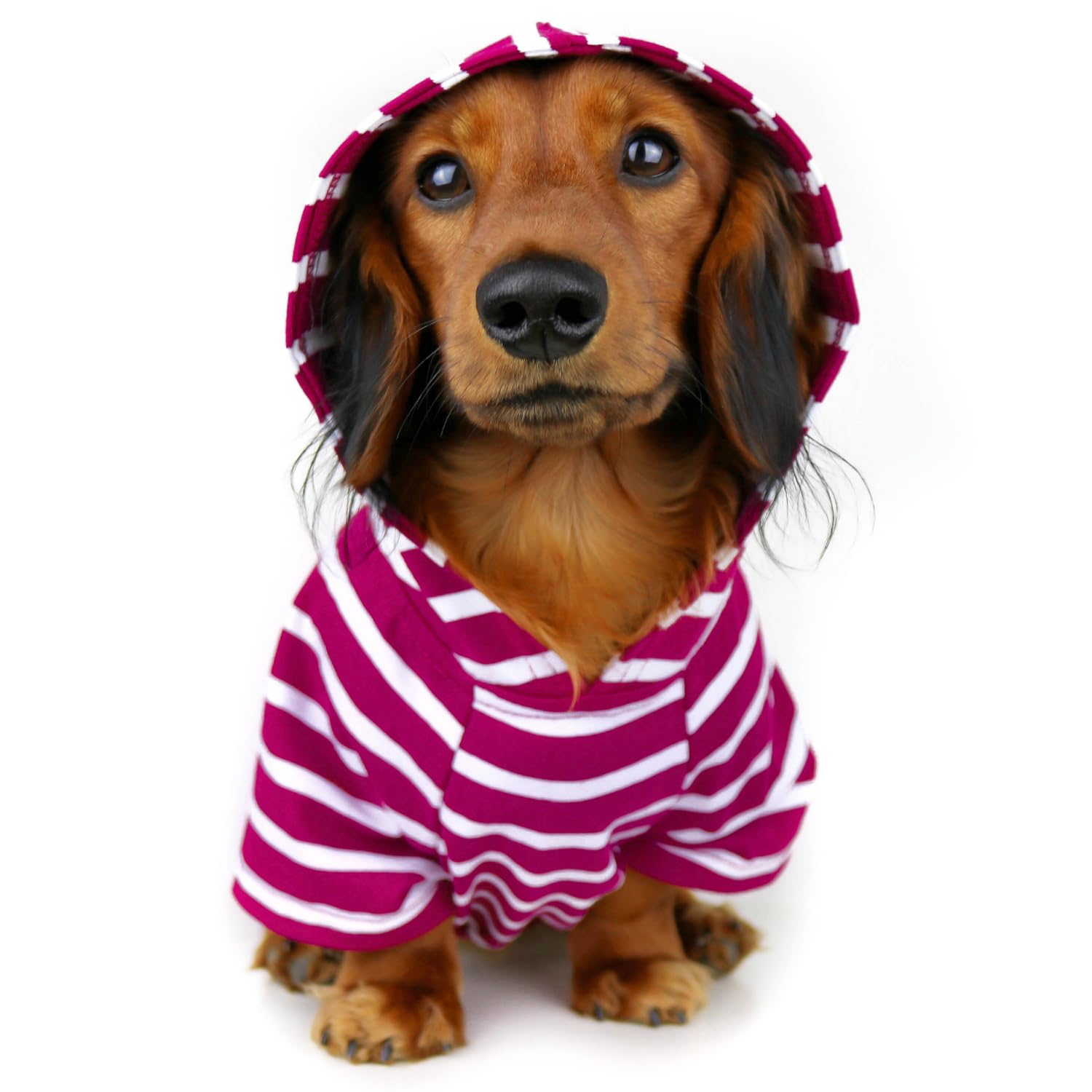 DJANGO Dog Hoodie - Soft, Stretchy, & Cozy Sweatshirts for Dogs - Boysenberry Winter Dog Sweaters For Dachshunds and Small Dogs - Machine Washable Hoodie for Dogs with Elastic Waistband & Harness Hole