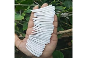 2.2 LBS (1 kg) Smooth Dentalium Shells – 1.25 to 1.5 Inches – Approx. 1520 Pieces