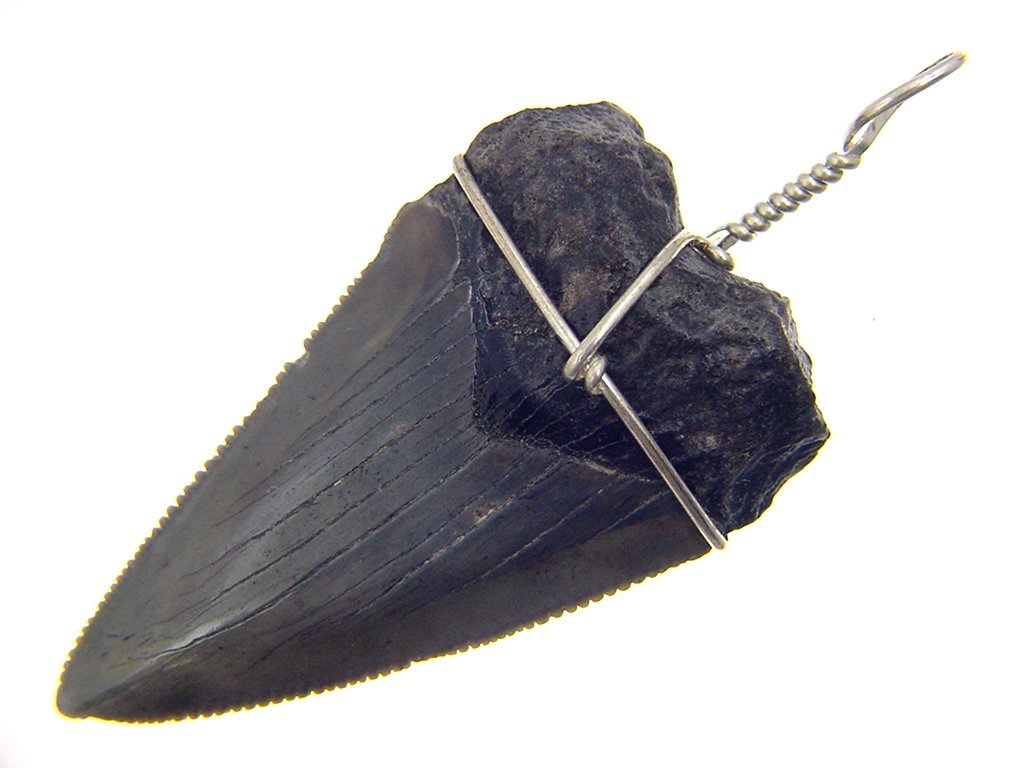 Sterling Silver Hand Wire Wrapped Fossilized Mako Shark Tooth with SP chain necklace 2566P h