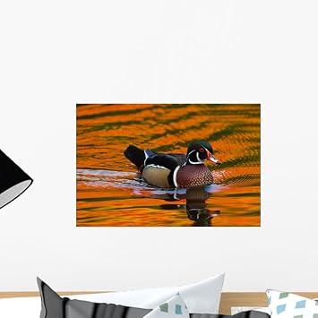 Amazon.com: Male Wood Duck Aix Wall Mural by Wallmonkeys Peel and Stick