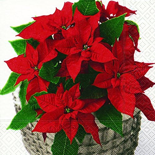 Tovaglioli Stella Di Natale.40 Pranzo Tovaglioli Natale Stella In Cestino Poinsettia Basket 1 4 Piegato Misura 3 Strati Aperto 33 X 33 Amazon It Giardino E Giardinaggio