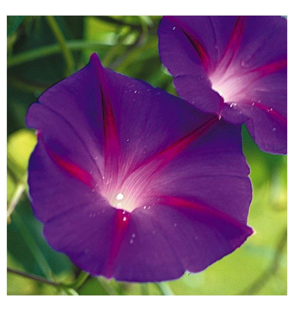PREMIER SEEDS DIRECT - Morning Glory - Ipomoea - Black Knight - 110 Seeds