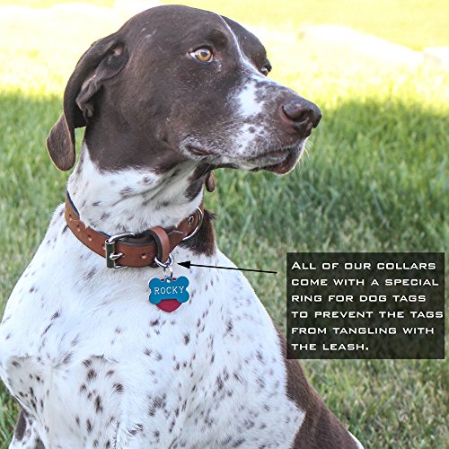 dog tags attached to collar