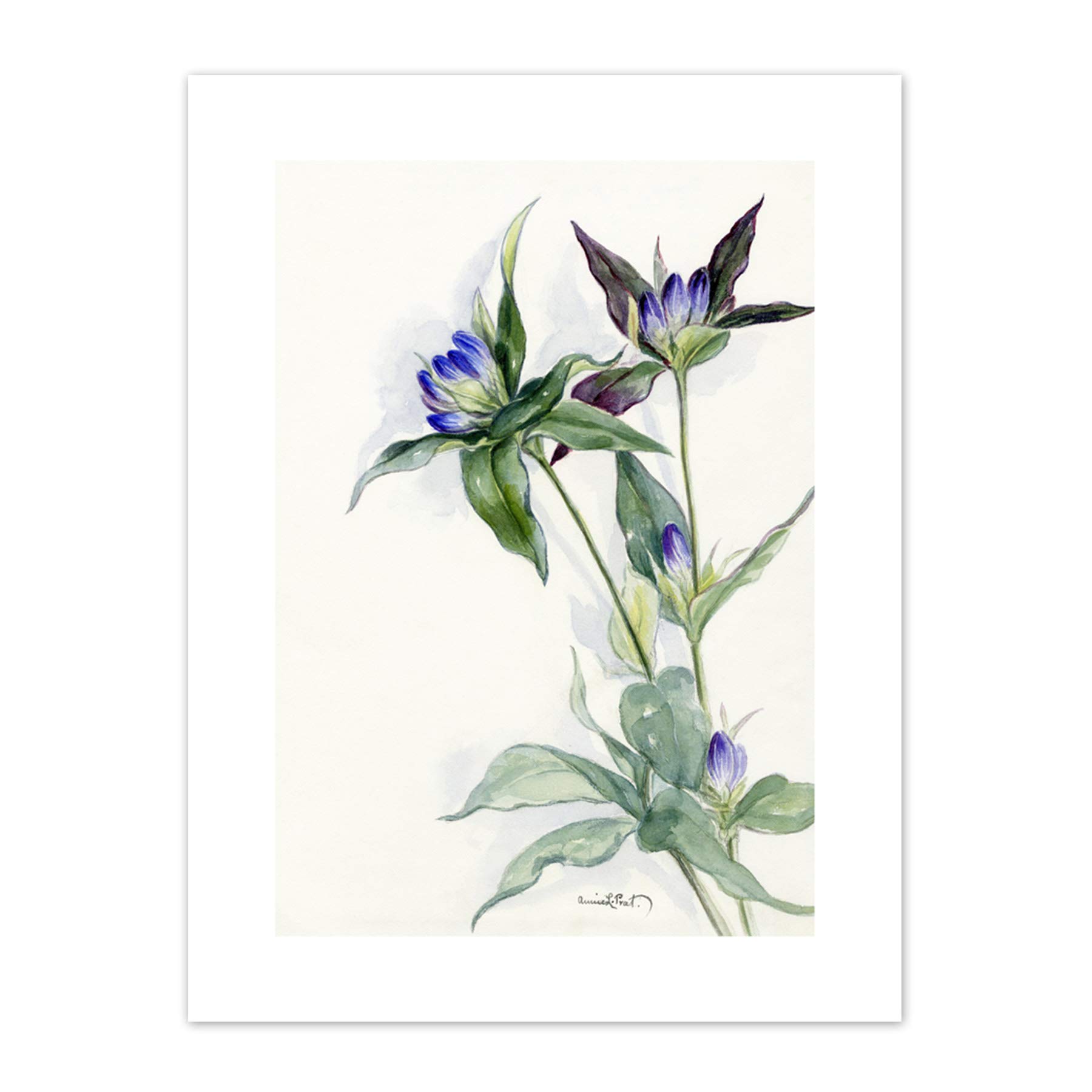 Wee Blue Coo Purple Watercolour Flowers Art Print Canvas Premium Wall Decor Poster