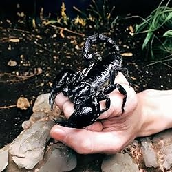 Real Forest Scorpion Specimen, Black Frame Shadow