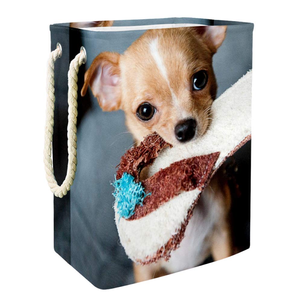 puppy biting children's clothes