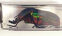 44mm Real Unicorn Green Rose Chafer Beetle in