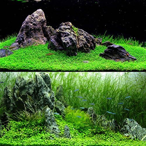 Hanbaili Aquarium Aquatic Plant Seeds 2 Bag,Short Water Grass Seeds for Freshwater Fish Tanks,Easy to Grow Carpet Plants