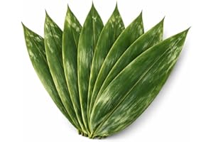 Natural Bamboo Leaves for Zongzi & Sushi, 200 Sheets Whole Bamboo Leaf Wrapping, Vacuum Sealed Fresh Bamboo Leaves for Cookin
