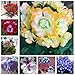 Brand New! Two-color Red White Tuchenhagen Geranium Flower Seeds Perennial Seeds Pelargonium Peltatum Seeds 100 seeds / bag