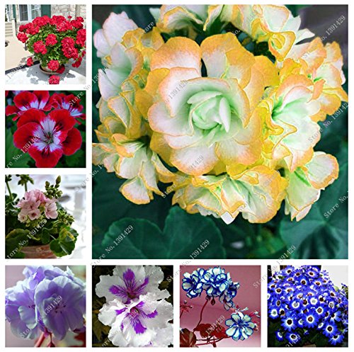 Brand New! Two-color Red White Tuchenhagen Geranium Flower Seeds Perennial Seeds Pelargonium Peltatum Seeds 100 seeds / bag Brand New! Two-color Red White Tuchenhagen Geranium Flower Seeds Perennial Seeds Pelargonium Peltatum Seeds 100 seeds / bag