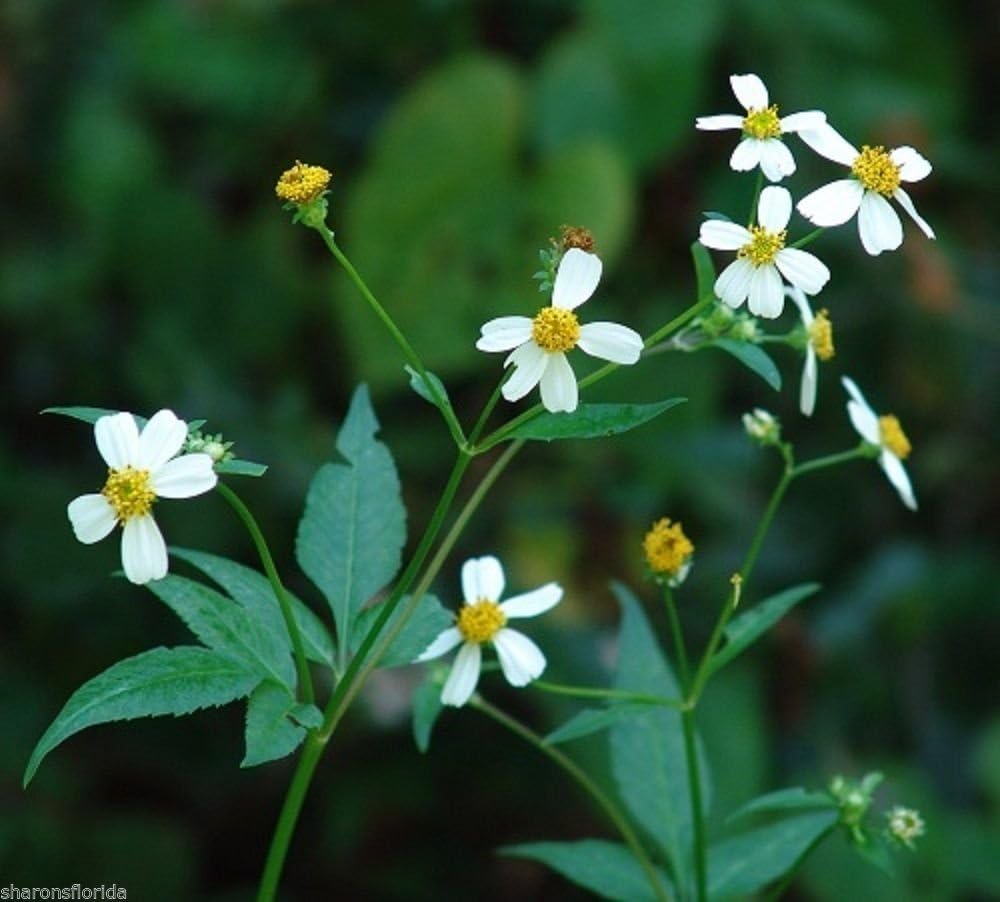 Amazon Com Spanish Needles Bidens Alba 100 Seeds Edible Butterfly Bee Nectar Plant Garden Outdoor