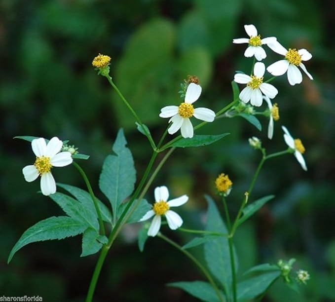 Amazon Com Spanish Needles Bidens Alba 100 Seeds Edible Butterfly Bee Nectar Plant Garden Outdoor