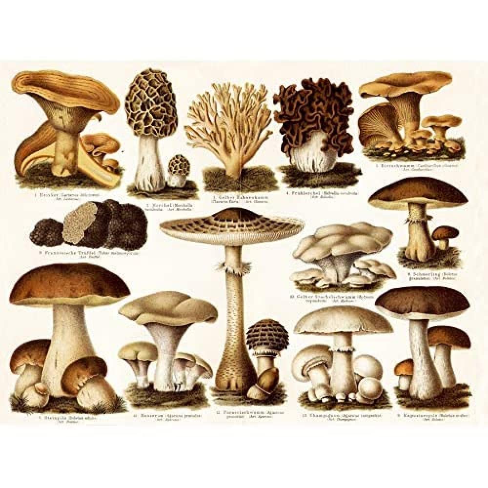 Artery8 Meyers Lexicon Edible Mushrooms Encyclopedia Page Art Print Canvas Premium Wall Decor Poster Mural
