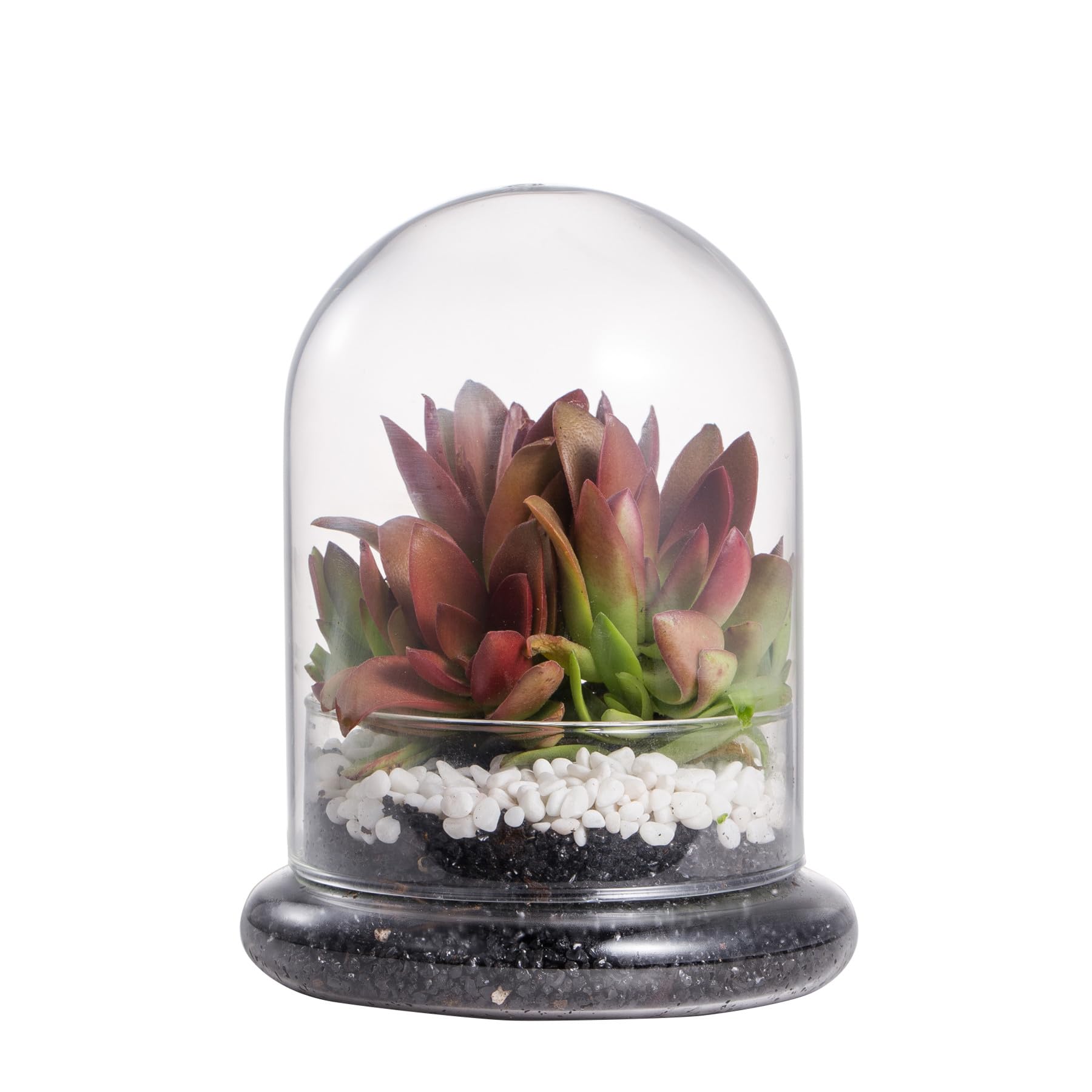NCYP Small Clear Decorative Glass Terrarium Cloche with Air Hole - 12x12x16 cm Glass Dome with Base for Miniature Succulents - Display Storage (No Plants Included)