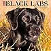 Just Black Labs 2017 Wall Calendar (Dog Breed Calendars)