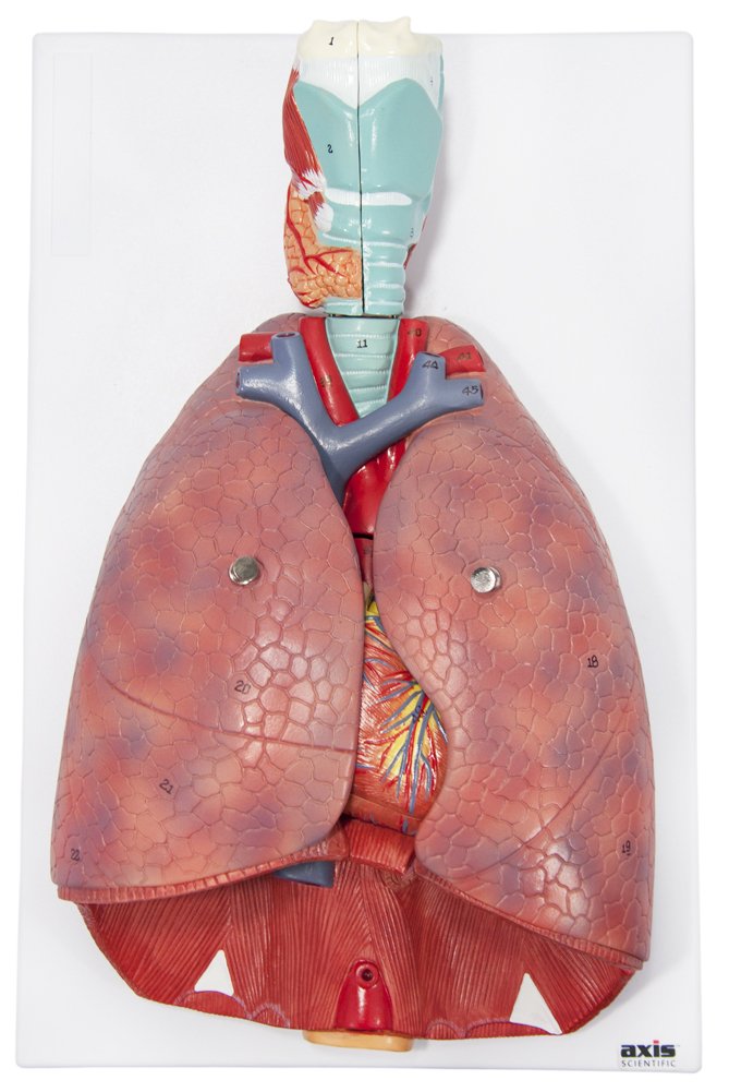 Axis Scientific 3/4 Life-Size Human Lung and Respiratory System Model - 7 Removable Parts Includes 2-Part Heart, Detachable Larynx, and Full Color Product Manual