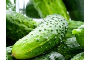 INSTANT LATCH 100 Boston Pickling Cucumber Seeds for Planting Non GMO Heirloom Seeds Fresh Vegetable Garden Seed