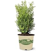 Better Boxwood 2 Gal. Skylight Shrub