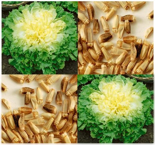 1,000 x Organic Broadleaf Batavian Endive Seeds - Lettuce Like Leaves 12" Heads - by MySeeds.Co