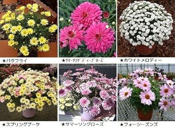 Amazon 宿根草 栄養系 パテント品種 マーガレット 6種 セット 花 Amazon 宿根草 栄養系 パテント品種 マーガレット 6種 セット 花