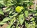 Tomato Ring - Tomato Cage - Plant support/Tomato support - 6 Pack