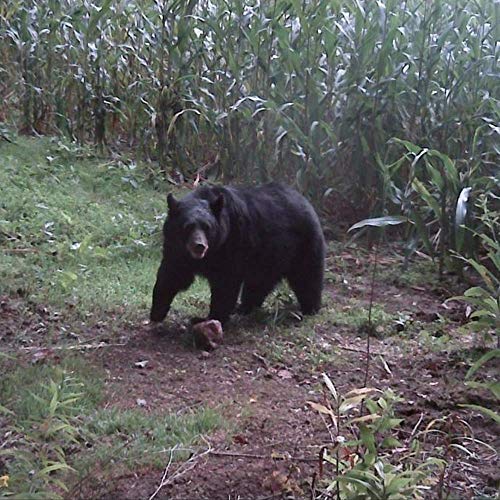 TROPHY ROCK Redmond AllNatural Mineral Rock/Salt Lick, Attract Deer