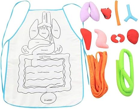 Amazon Co Jp 人間の内臓教育エプロン赤ちゃん初期教育エプロンパズルエプロン ホーム キッチン