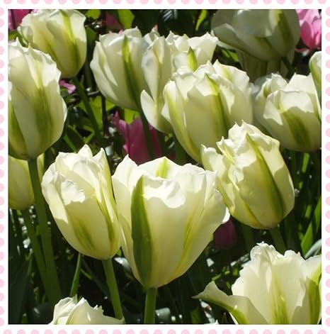 Amazon チューリップ 球根 チューリップ球根化合物花びらマルチカラー混合包装屋外ガーデン鉢植え植物 有機植物 3 10球根 花