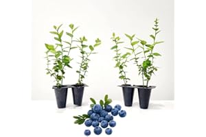 FAM PLANTS Blueberry Plant Emerald Live for Sale (4 Pack) | Easy to Grow Plants | Edible Fruit Plant for Sustainable Living | Grow Your own Food on Your Edible Organic Garden | Live for Planting | No Seeds