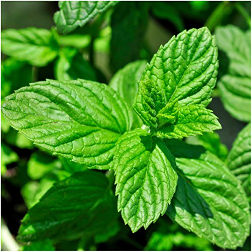 Mint Seed Collection / Seed Collection (Peppermint, Spearmint, Pennyroyal Mint & Lemon Mint) Non-GMO Seeds by Seed Needs - Image 3