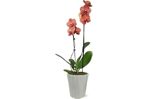 PLANTS AND BLOOMS SHOP Just Add Ice JA5018 Salmon Orchid in Grey Nate Ceramic Pottery, Live Indoor Plant, Long-Lasting Fresh Flowers, Easy to Grow Gift for Mom, Her, Housewarming Home Décor Planter, 5" Diameter, 25" Tall