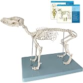 JNMFTD Canine Skeleton Anatomy Model, Dog Skeletal System Removable Skull Tail Canine Bone Medical Animals Specimen With Base Product Manual Card for Medical Science Class Biology Veterinary Teach