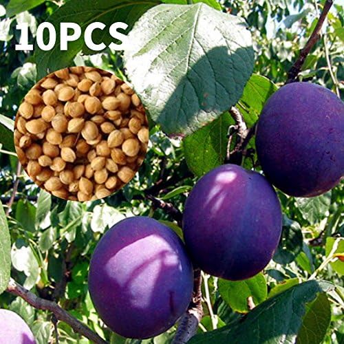 SSXY 2 Bag Seeds,Black Plum Seeds Plum Seeds Black Brin Seed Delicious Organic 10Pcs/Bag Potted