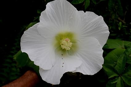 Amazon Com Hibiscus Mutabilis Single Cotton Confederate Rose 50 Seeds Garden Outdoor