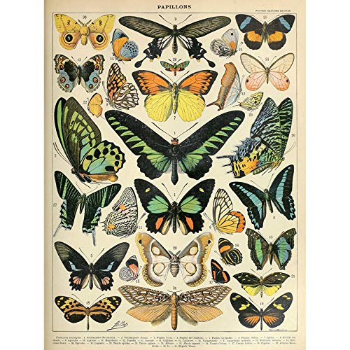 Artery8 Millot Encyclopedia Page Moths Butterflies Art Print Canvas Premium Wall Decor Poster Mural