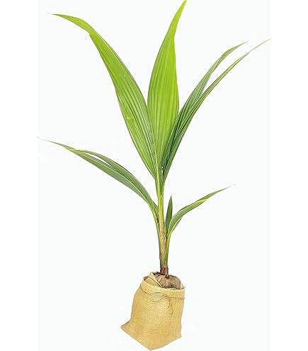 High Plateau Coconut Palm (Beccariophoenix Alfredii) – 15 Live Plants In 4" Pots, Rare Cold Hardy Palm