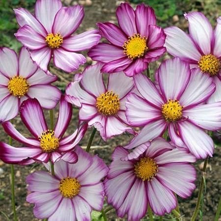 Amazon Com Cosmos Sensation Picotee Semillas De Flor Cosmos Bipinnatus 50 Semillas Jardin Y Exteriores
