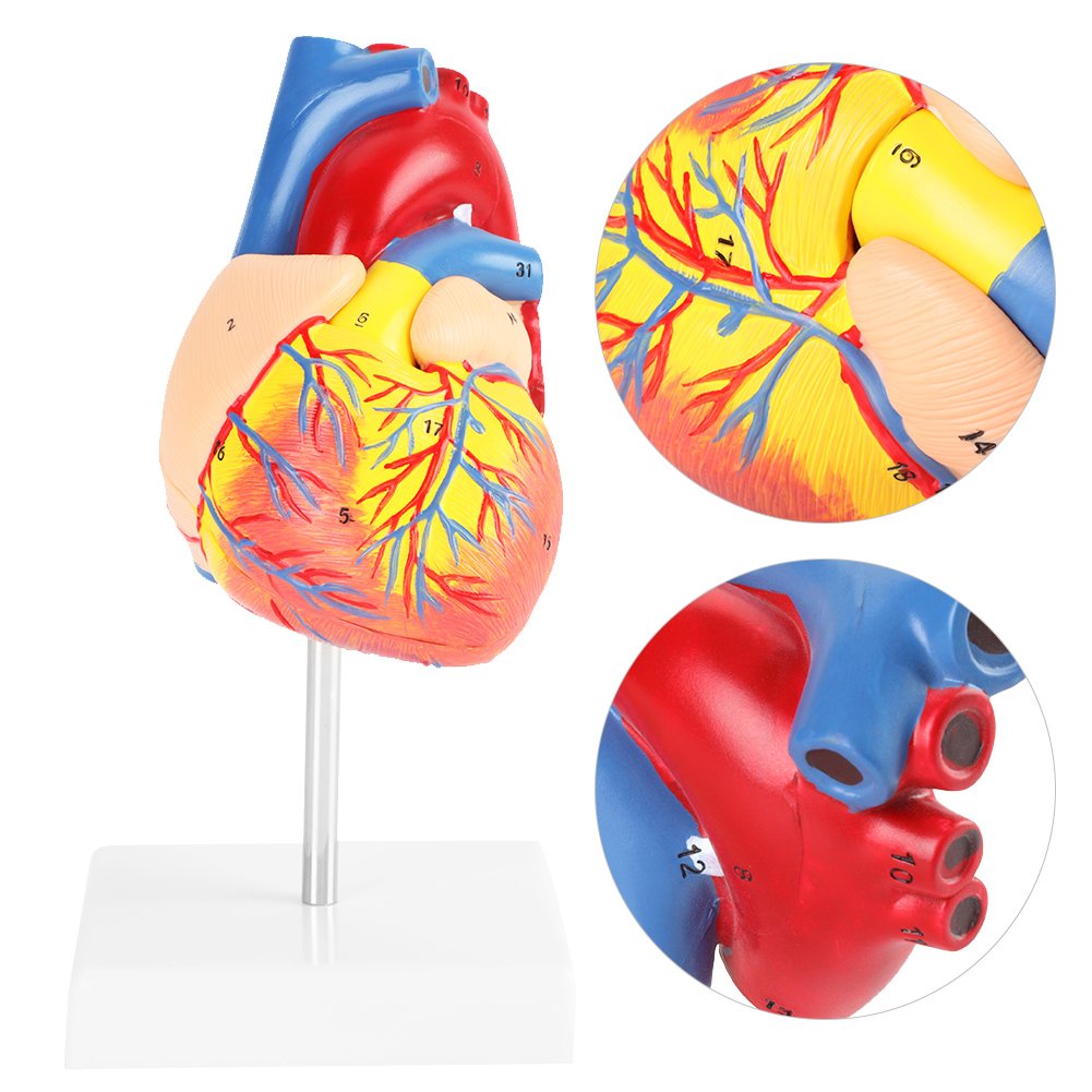 Medical Human Heart Model Anatomical 2 Parts 1:1 for School Hospital Teaching - Image 4