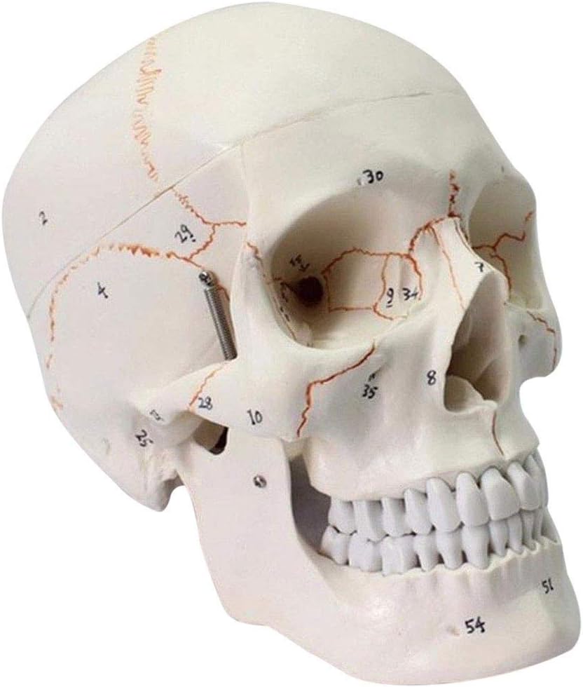 YITIAN Human Adult Skull Anatomical Model, Medical Quality,Muscular Numbered Human Skull Anatomical Model,for Medical Professionals Teachers Artists