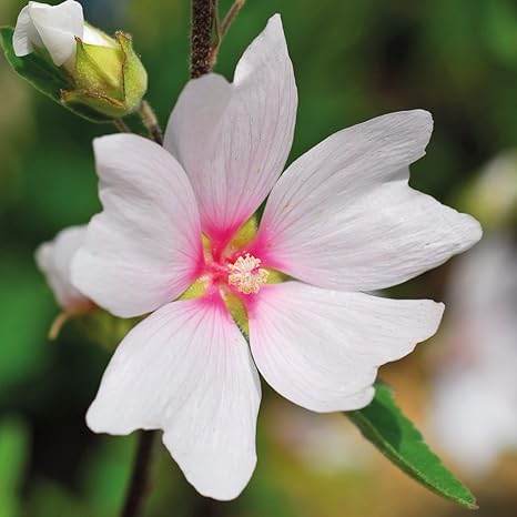 Lavatera Barnsley Baby Dwarf Perennial Plants Flowers Pink Mallow Ready To Plant Ideal For Alpine Garden Patios Low Garden Walls 3 X 9cm Potted Plant By Thompson Morgan Amazon Co Uk