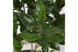 PLANTS BY MAIL 2.5 Qt - Wavy Leaf Recurvifolia Ligustrum - Evergreen Shrub with Small White Spring Flowers,Green