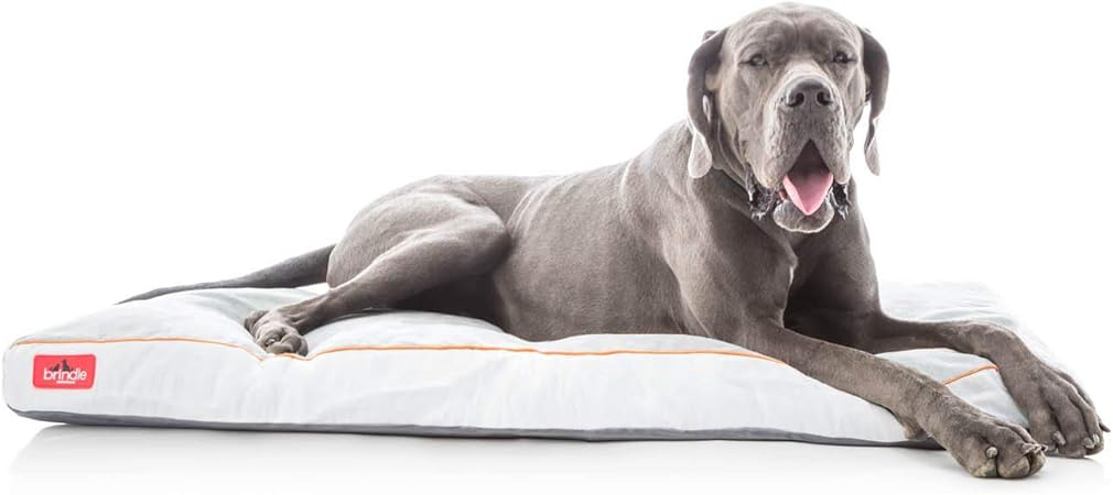 shredded memory foam dog bed