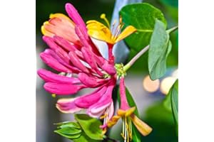 AVERAR Gold Flame Honeysuckle Live Plant in 2.5 Inc Pot, Goldflame Honeysuckle Plant Live, Honeysuckle Vine Bush for Planting, Climbing Honeysuckle