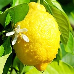 Aromatics International Lemon Essential Oil 5ml