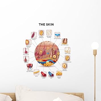 Amazon Com Wallmonkeys Skin Anatomy Round Shape Wall Decal Peel And Stick Graphic 18 In H X 17 In W Wm365868 Furniture Decor