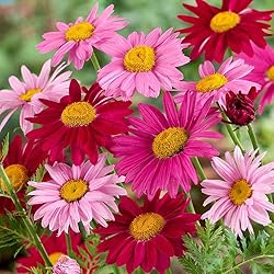 Outsidepride 10000 Seeds Perennial Chrysanthemum