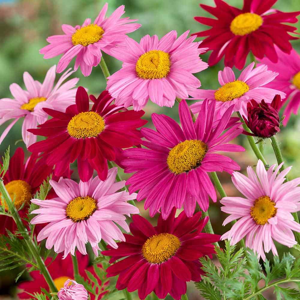 Outsidepride 10000 Seeds Perennial Chrysanthemum