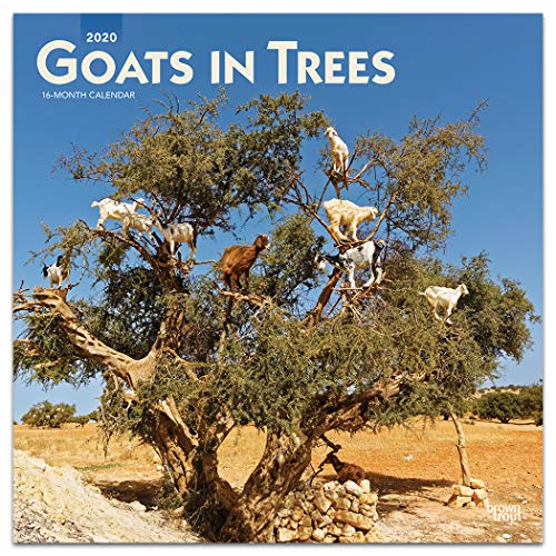 [B.O.O.K] Goats in Trees 2020 12 x 12 Inch Monthly Square Wall Calendar, Domestic Funny Farm Animals T.X.T